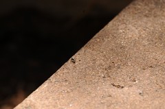 Salticus peckhamae