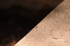 Salticus peckhamae