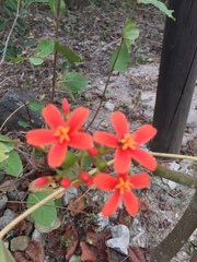 Jatropha nudicaulis
