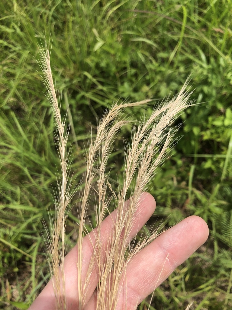 rattail sixweeks grass from Billy Bell Rd, Jackson, MS, US on May 24