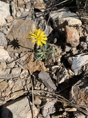 Malacothrix fendleri