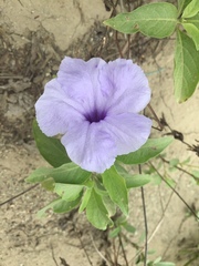 Ruellia spectabilis