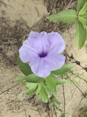 Ruellia spectabilis