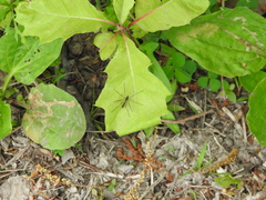 Ptychoptera quadrifasciata