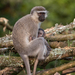 Tantalus Monkey - Photo (c) Gregoire Dubois, some rights reserved (CC BY-NC-SA)
