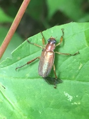 Dichelonyx subvittata
