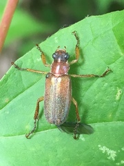 Dichelonyx subvittata