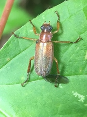 Dichelonyx subvittata