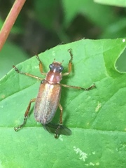 Dichelonyx subvittata