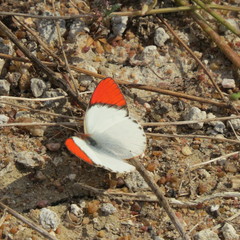 Colotis annae
