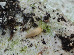 Atelurinae