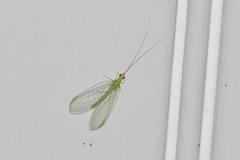 Chrysopa quadripunctata