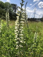 Baptisia alba macrophylla