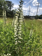 Baptisia alba macrophylla