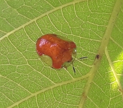 Charidotella tuberculata