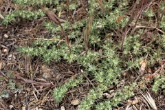 Cardionema ramosissimum