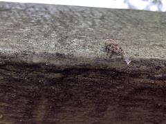 Opisthoncus nigrofemoratus