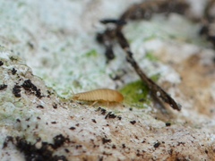 Atelurinae