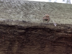 Opisthoncus nigrofemoratus