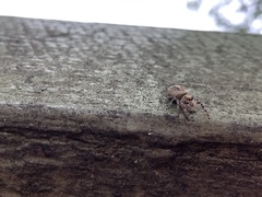 Opisthoncus nigrofemoratus