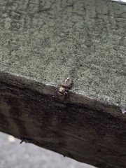 Opisthoncus nigrofemoratus