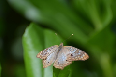 Anartia jatrophae