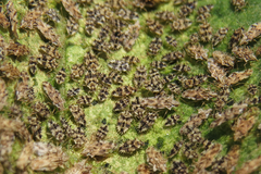 Corythaica cyathicollis