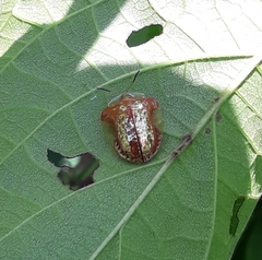 Charidotella tuberculata