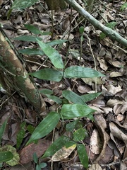 Lithachne pauciflora