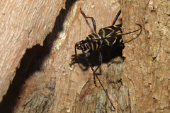 Megacyllene acuta
