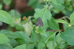 Rapala varuna formosana