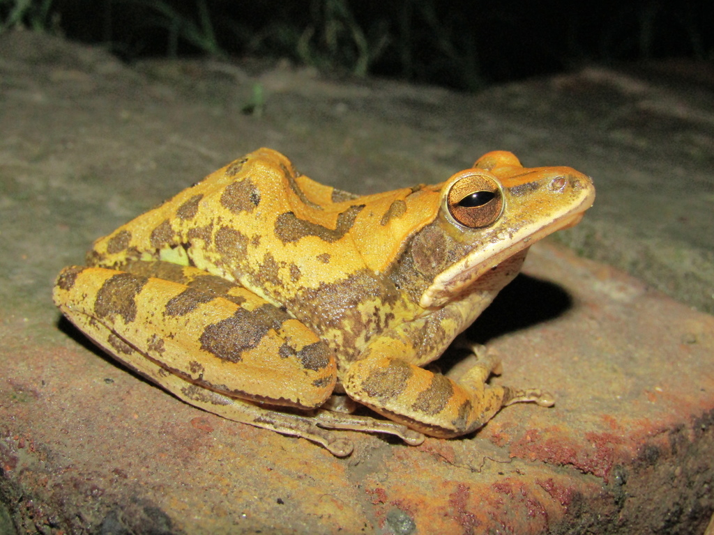 Brown Blotched Bengal Tree Frog