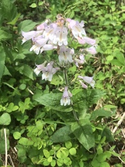 Penstemon laevigatus
