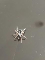 Leptofreya ambigua