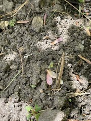 Lamprocapnos spectabilis