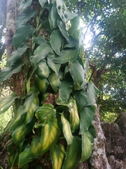 Philodendron hederaceum