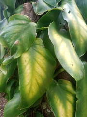 Philodendron hederaceum