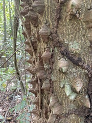 Zanthoxylum martinicense