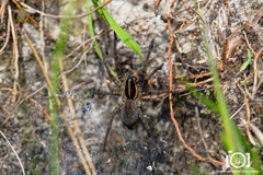 Sosippus floridanus
