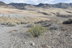 Hecastocleis shockleyi