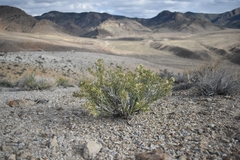 Hecastocleis shockleyi