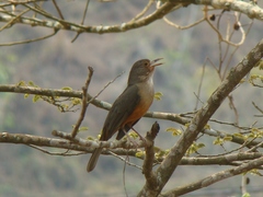 Turdus rufiventris