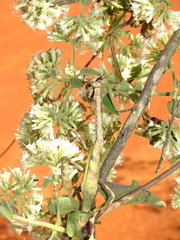 Pseudovates