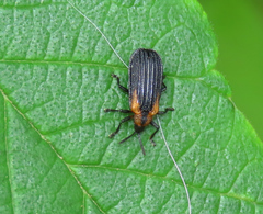 Odontota scapularis