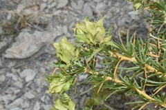 Hecastocleis shockleyi