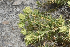 Hecastocleis shockleyi