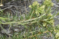 Hecastocleis shockleyi