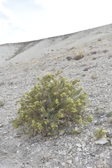 Hecastocleis shockleyi
