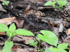 Centruroides gracilis