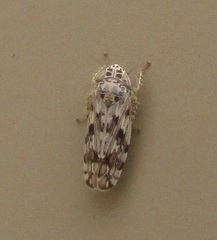 Hebecephalus
